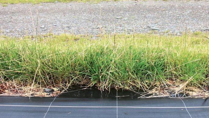 Exemples de zones non cultivées (ZNC) en pépinière hors-sol : bordure de planches (BPC)...PHOTO : JOCELYN FOUCHER