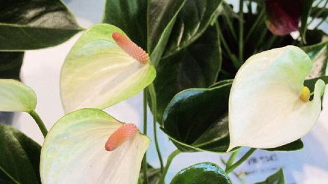 PHOTO : ODILE MAILLARD