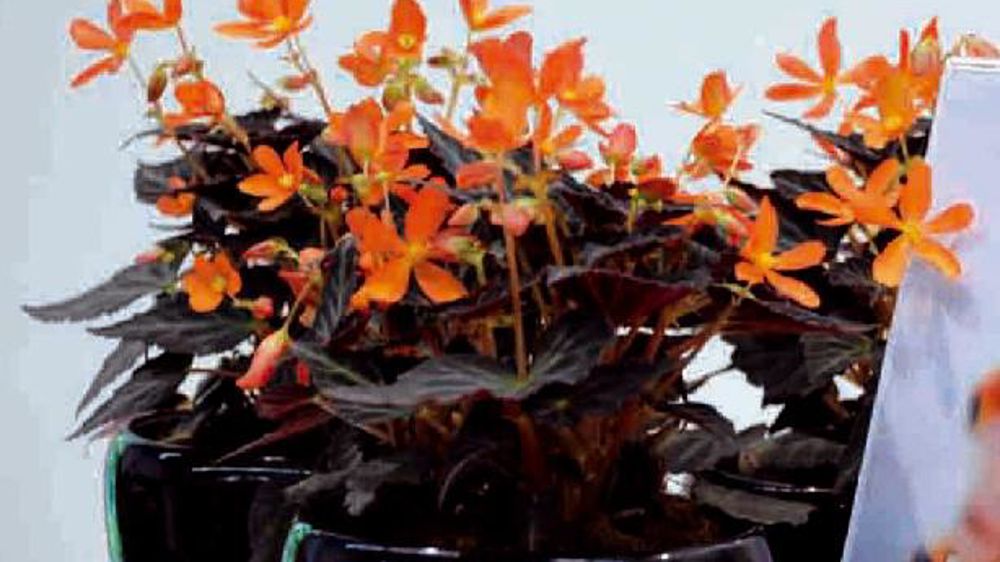 PHOTO : IPM PHOTO : IPM