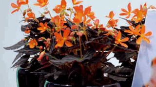 PHOTO : IPM PHOTO : IPM