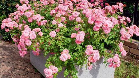 PHOTO : MEILLAND INTERNATIONAL