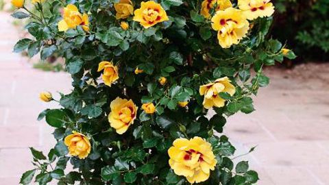 PHOTO : MEILLAND INTERNATIONAL