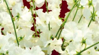 PHOTO : IPM PHOTO : IPM