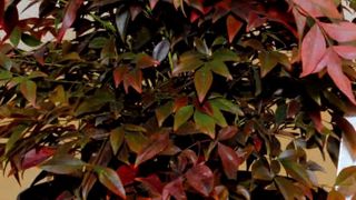 PHOTO : IPM PHOTO : IPM