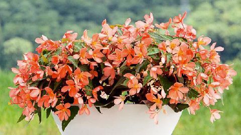 PHOTOS : FLEUROSELECT