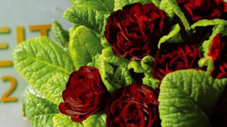 PHOTO : IPM PHOTO : IPM