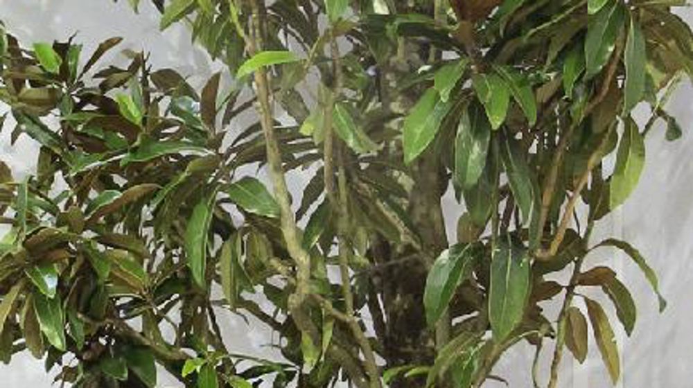 PHOTO : ODILE MAILLARD