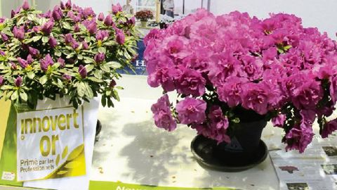 PHOTO : ODILE MAILLARD