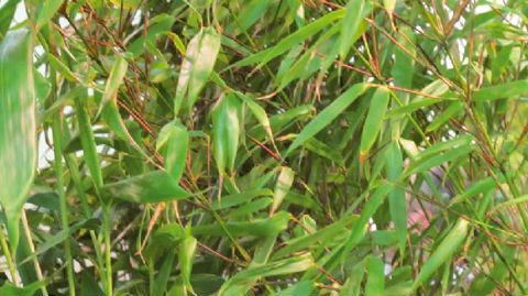 PHOTO : ODILE MAILLARD