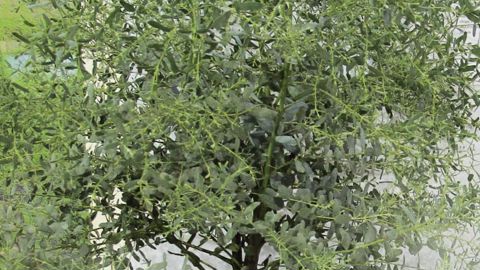 PHOTO : ODILE MAILLARD