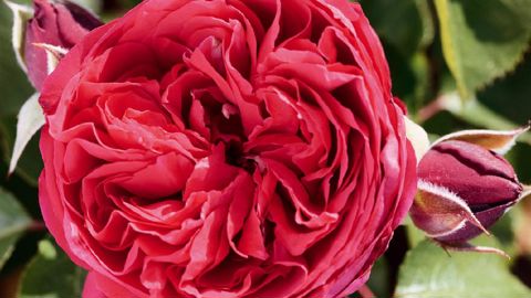 PHOTO : MEILLAND INTERNATIONAL