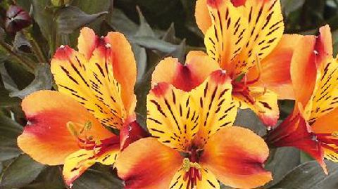 PHOTO : GRAINES VOLTZ