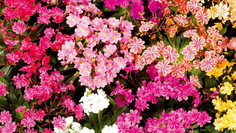 PHOTO : FLEUROSELECT