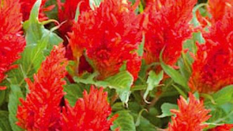 PHOTO : FLEUROSELECT