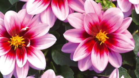 PHOTO : FLEUROSELECT