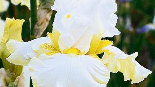 PHOTO : CAYEUX PHOTO : CAYEUX