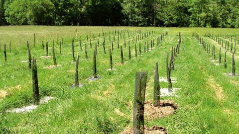 L'essai de paillages mené par l'association Arbres et Paysages d'Autan (31) vise à comparer trois produits dégradables au plastique. L'essai de paillages mené par l'association Arbres et Paysages d'Autan (31) vise à comparer trois produits dégradables au plastique.