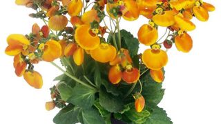PHOTO : FLORALL PHOTO : FLORALL