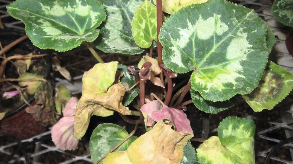 Symptômes caractéristiques de la fusariose vasculaire du cyclamen.ASTREDHOR Symptômes caractéristiques de la fusariose vasculaire du cyclamen.ASTREDHOR