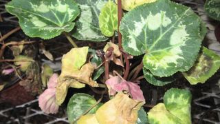 Symptômes caractéristiques de la fusariose vasculaire du cyclamen.ASTREDHOR