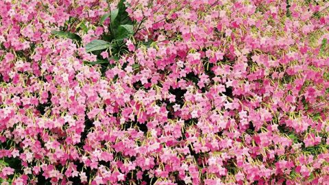 PHOTO : JARDIN EXPRESS