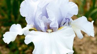 PHOTO : CAYEUX PHOTO : CAYEUX