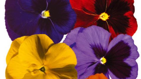 PHOTO : PLAN ORNEMENTAL