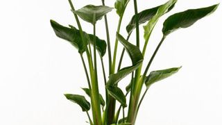 PHOTO : FLORALL PHOTO : FLORALL