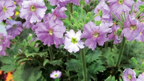 PRIMULA FILCHNERAE X PRIMULA PRAENITENS 'THIRTYONE'VALÉRIE VIDRIL