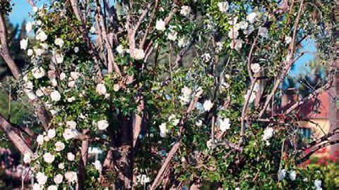 PHOTO : MEILLAND INTERNATIONAL