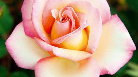 PHOTO : MEILLAND INTERNATIONAL