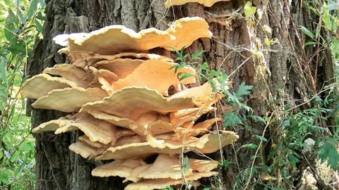 Volumineuse fructification regroupant plusieurs consoles imbriquées, de couleur jaune orangé, du polypore soufré sur le tronc d'un saule blanc (Salix alba).PIERRE AVERSENQ