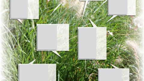 Charbon nu de l'épi (Ustilago tritici) sur graminée.PHOTO : JÉRÔME JULLIEN