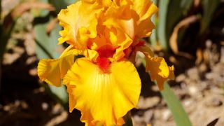 PHOTO : CAYEUX PHOTO : CAYEUX
