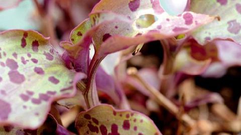 PHOTO : CAROLE DESHEULLES