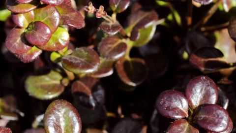 PHOTO : CAROLE DESHEULLES