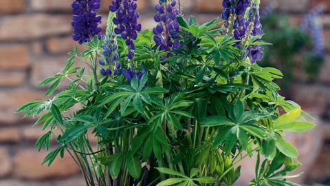 LUPINUS POLYPHYLLUS 'MINI GALLERY' BLUEPHOTO : FLEUROSELECT