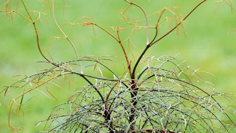 PHOTO : C. DESHEULLES