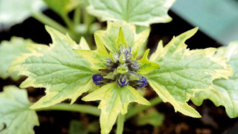 PHOTO : C. DESHEULLES