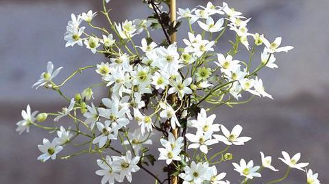 PHOTO : C. DESHEULLES