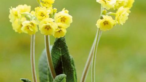 PHOTO : C. DESHEULLES