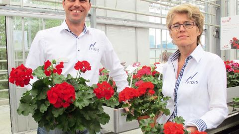 Chez Fides, Walter von der Wei, responsable jeunes plants, présente la nouvelle série de Pelargonium interspécifiques 'Dixeland' Deep Red. Quant à l'obtentrice Éveline Barends, elle met en avant deux lignées parentales : Pelargonium peltatum et Pelargonium zonale.