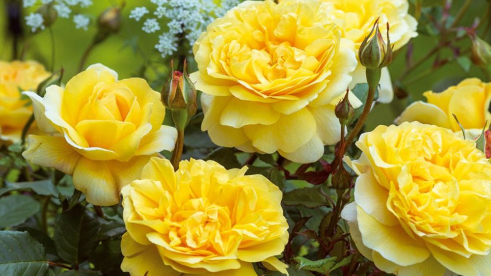 PHOTO : AUSTIN ROSES PHOTO : AUSTIN ROSES