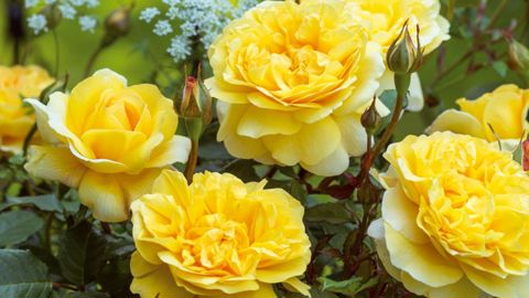 PHOTO : AUSTIN ROSES