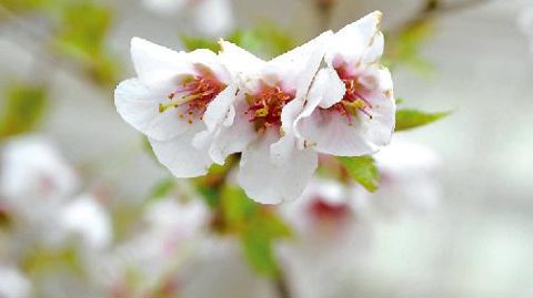 PHOTO : C. DESHEULLES