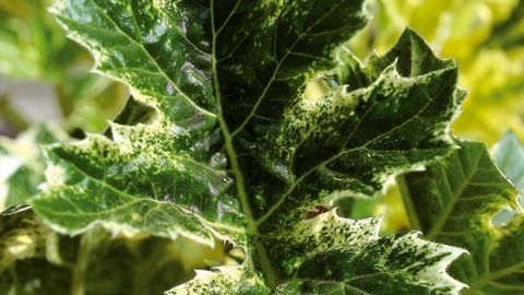 PHOTO : C. DESHEULLES