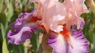 PHOTO : CAYEUX PHOTO : CAYEUX
