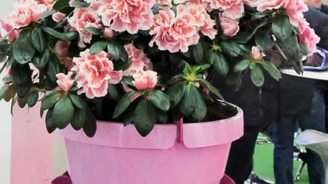 PHOTO : PASCAL FAYOLLE