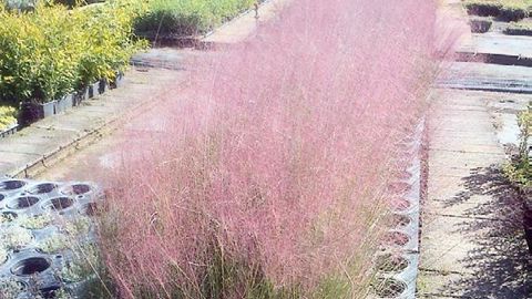 PHOTO : GRAINES VOLTZ