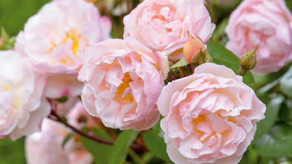 PHOTO : AUSTIN ROSES PHOTO : AUSTIN ROSES